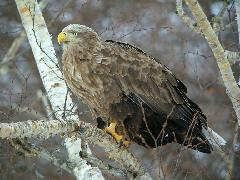 France - Échappée ornithologique sur les bords du lac du Der