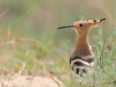 © Huppe fasciée - France - Trésors ornithologiques du Mont Ventoux à la Camargue France - Trésors ornithologiques du Mont Ventoux à la Camargue