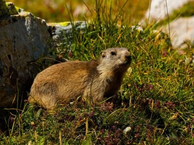 © Marmotte - Ludovic - France - Faune et biodiversité du Vercors France - Faune et biodiversité du Vercors
