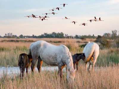 © Paysage de Camargue - France - Camargue : au carrefour des oiseaux migrateurs France - Camargue : au carrefour des oiseaux migrateurs