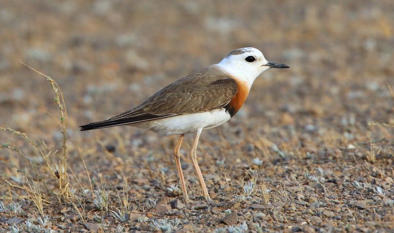 Mongolie - Séjour ornithologique dans les steppes centrales de Mongolie