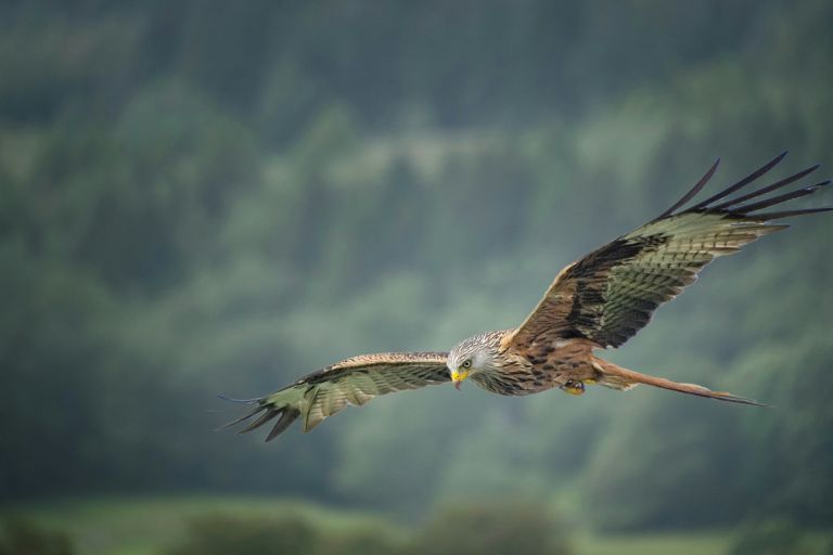 France - Oiseaux du pays des volcans