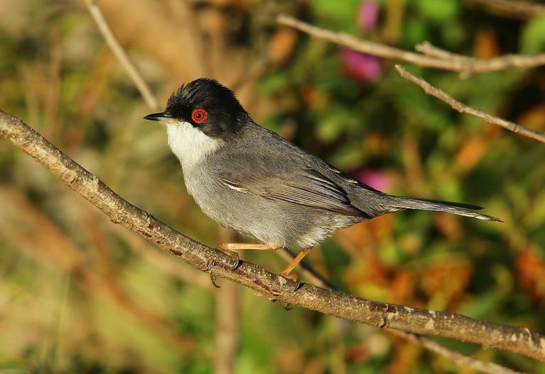 France - Entre Alpilles, Crau et Camargue, initiation aux oiseaux d’hiver