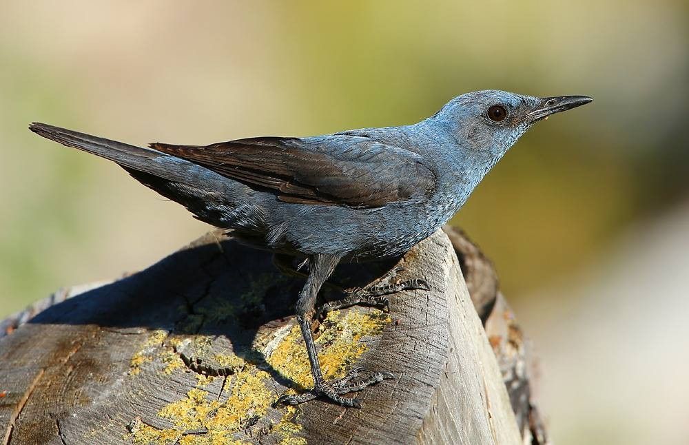 Entre Alpilles, Crau et Camargue, initiation aux oiseaux d’hiver