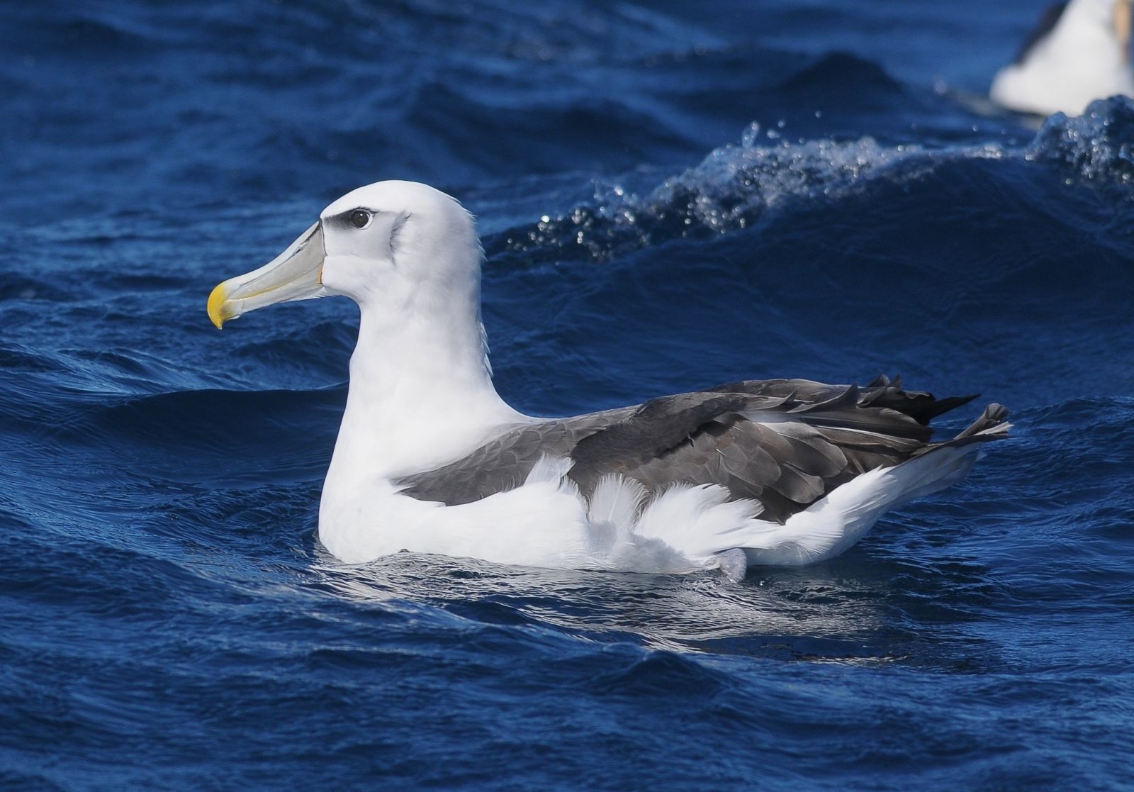 Albatros à cape grise