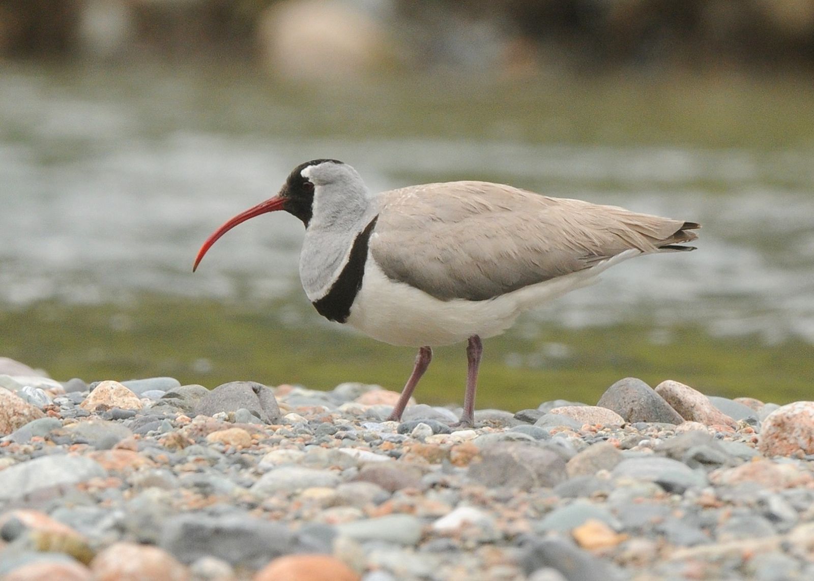 Bec-d'Ibis tibétain