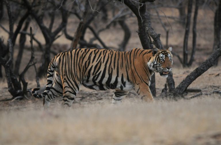Inde - Inde du Nord : oiseaux, tigre et dauphin du Gange