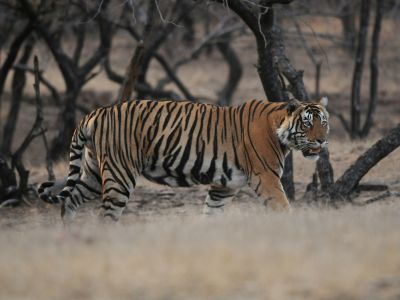 Inde - Inde du Nord : oiseaux, tigre et dauphin du Gange