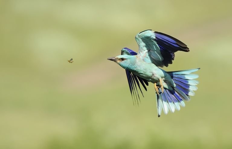 France - Decouverte des oiseaux mediterraneens