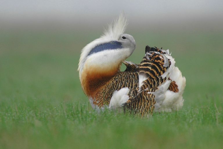 Espagne - Richesses ornithologiques de l'Estrémadure