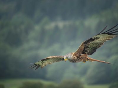 France - Les ailes des Grands Causses