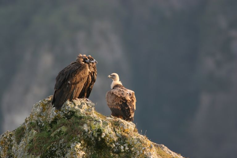France - Les ailes des Grands Causses