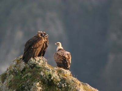 France - Les ailes des Grands Causses