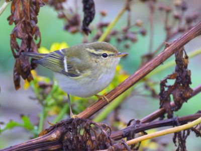 Pouillot à grands sourcils