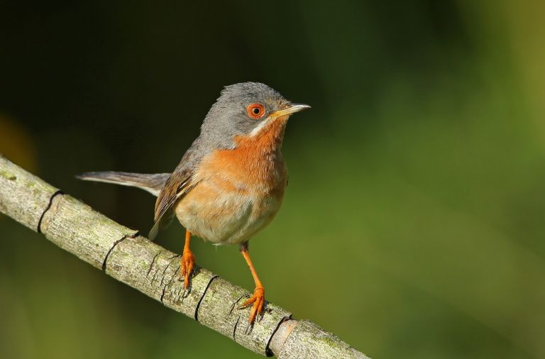 France - Entre Luberon et Alpilles : initiation et formation à l’ornithologie