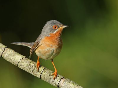 France - Entre Luberon et Alpilles : initiation et formation à l’ornithologie