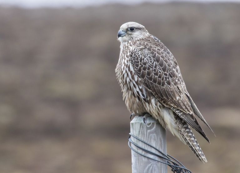 Islande - Des oiseaux aux mammifères marins islandais