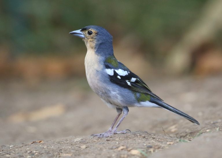Portugal - Oiseaux marins et endémiques de Madère