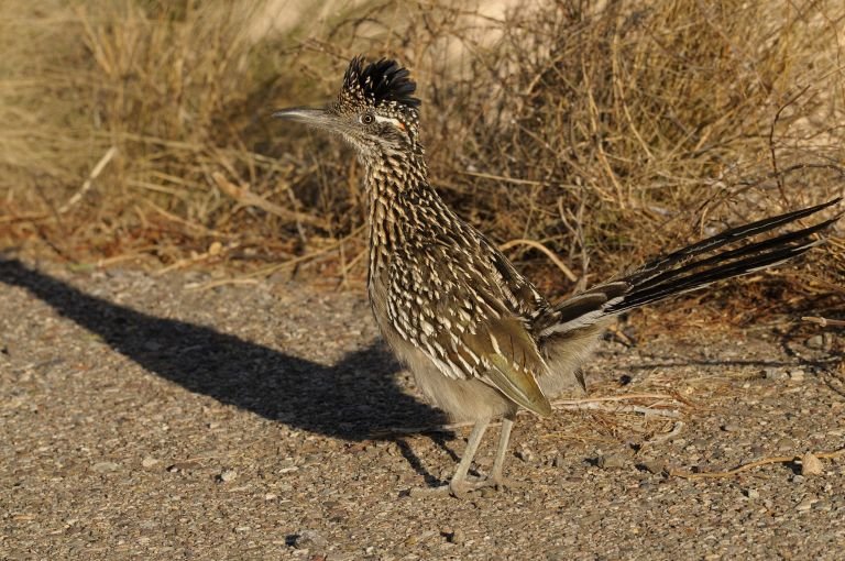 États-Unis - Les oiseaux du sud de l’Arizona et du Grand Canyon
