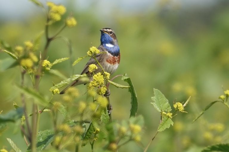 France - Le retour des Gorgebleues