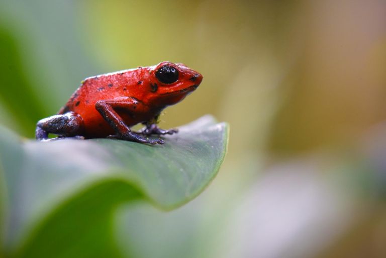 Costa rica - Les incontournables du naturaliste
