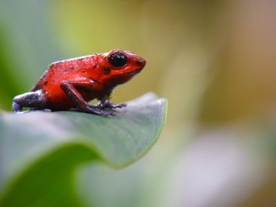 © Sylvain Lefebvre - Costa rica - Les incontournables du naturaliste Costa rica - Les incontournables du naturaliste