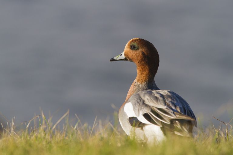 Pays-bas - Voyage ornithologique aux Pays-Bas