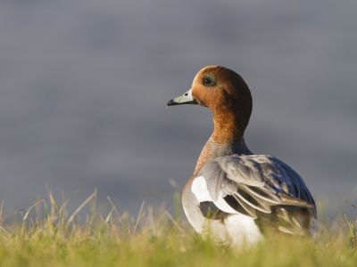 Pays-bas - Voyage ornithologique aux Pays-Bas