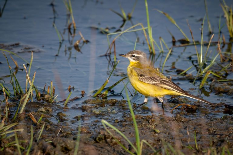 France - Voyage Naturaliste en Baie de Somme