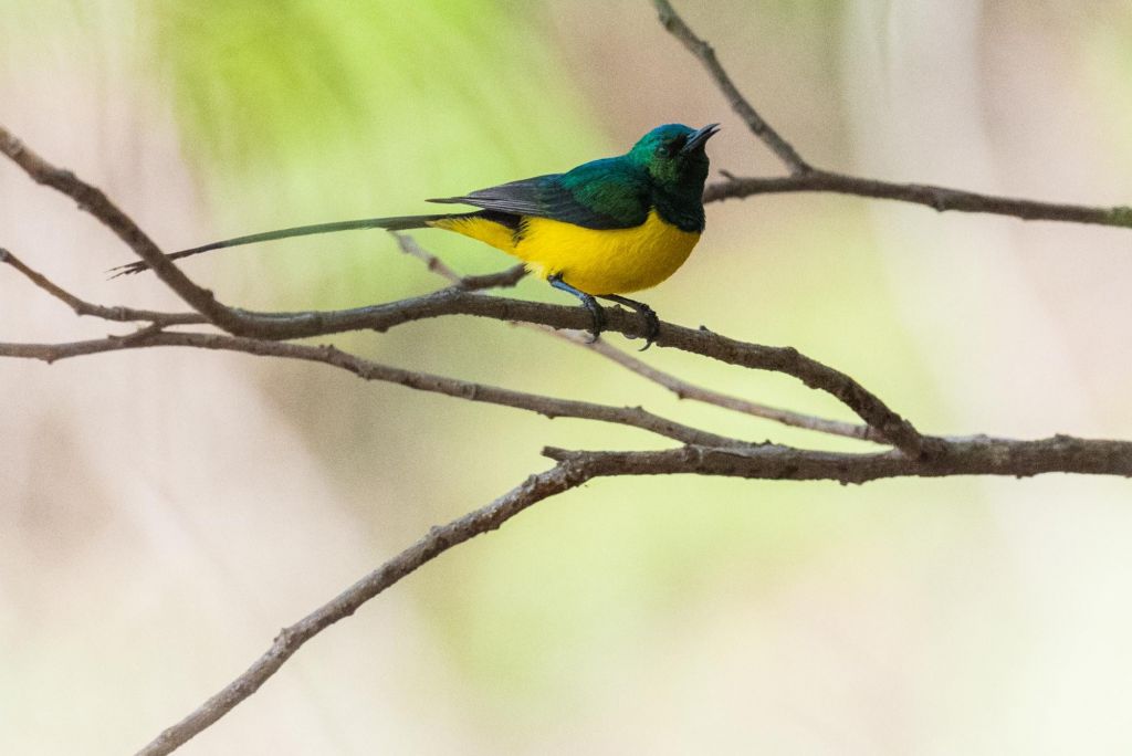 Voyage ornithologique: Djouj et Sine Saloum