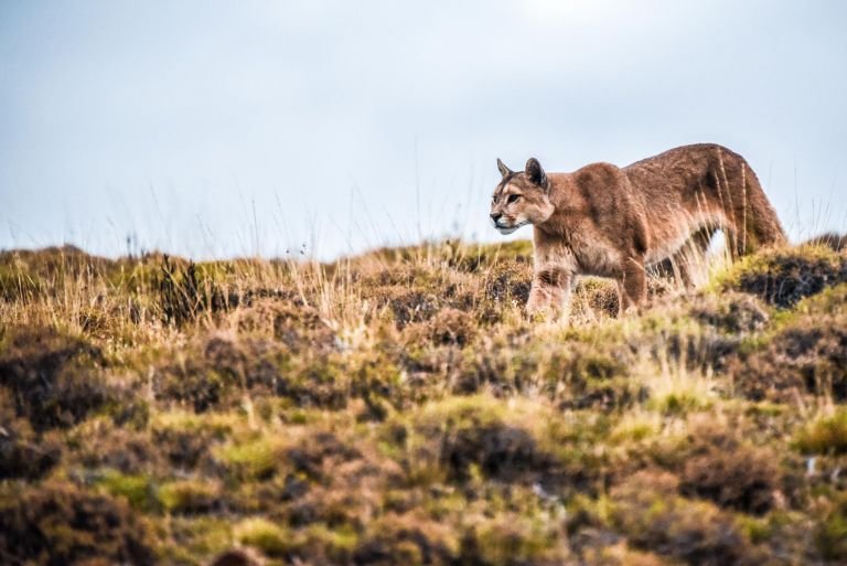 Chili - Patagonie - Faune de Patagonie: pumas, baleines, manchots et condors
