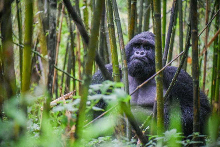 Rwanda - Ouganda - Les montagnes du gorille