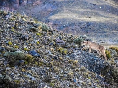 © Sylvain Lefebvre - Patagonie - Pumas, glaciers et couleurs d'automne Patagonie - Pumas, glaciers et couleurs d'automne