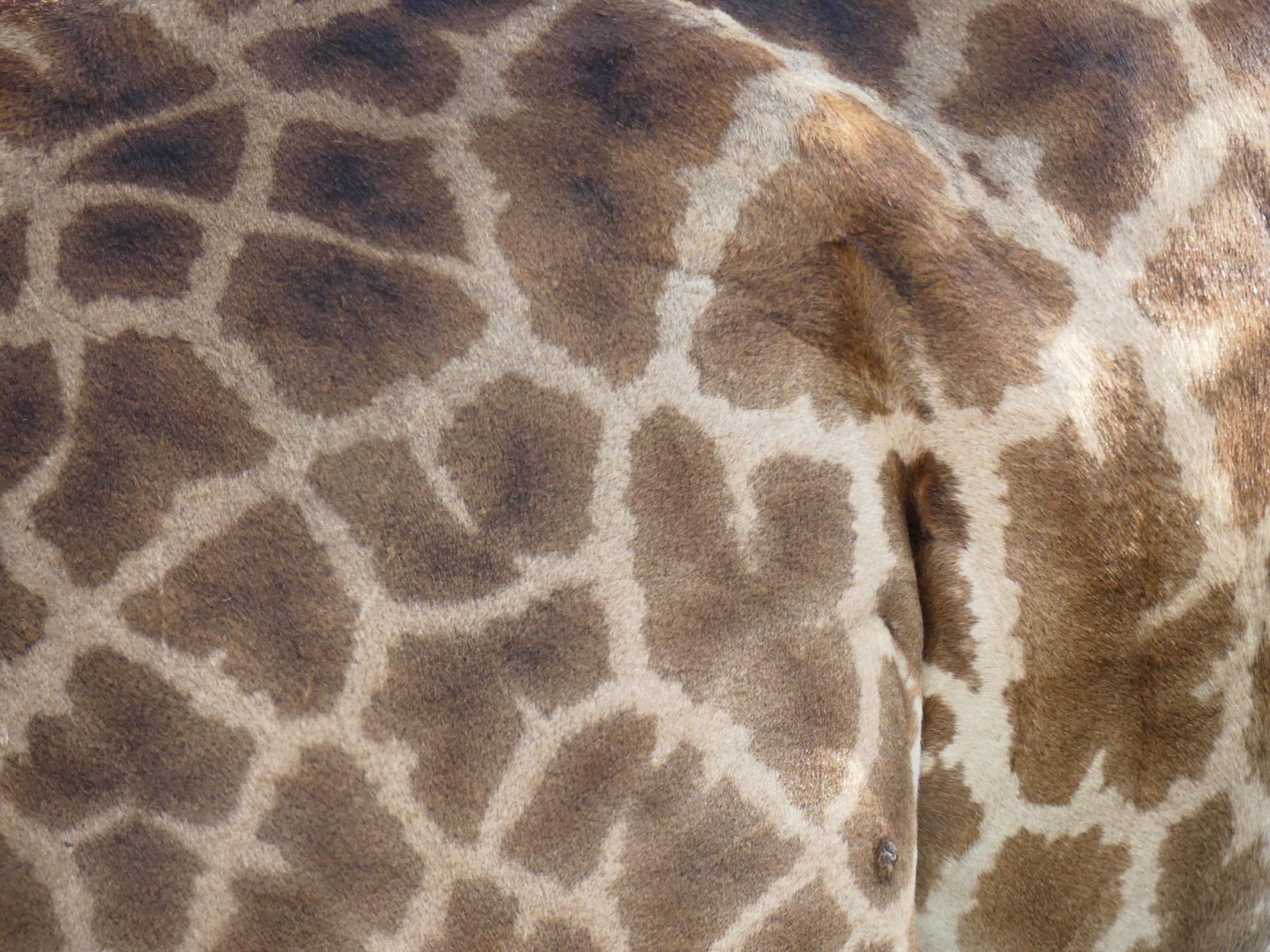 Eden africain : safari en famille