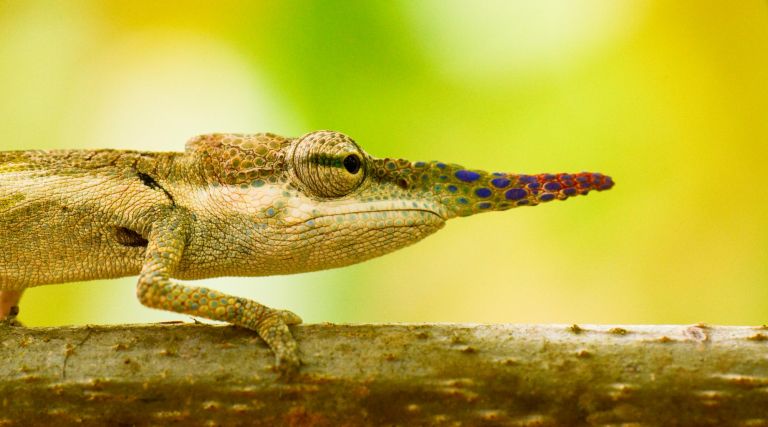 Madagascar - Merveilles malgaches: voyage nature