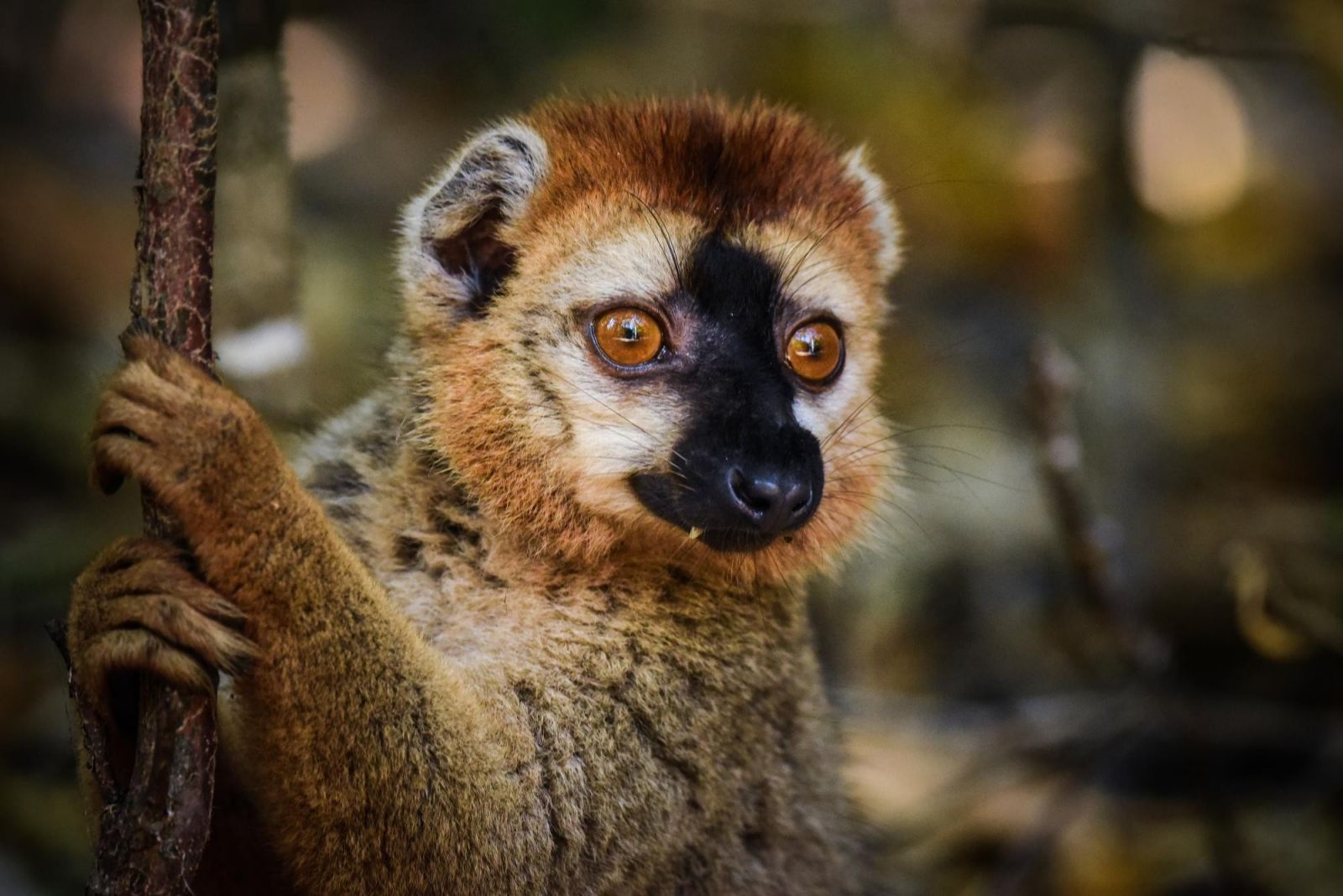 Lémurien couronné de Madagascar