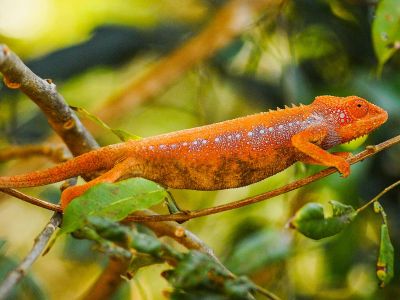 © Sylvain Lefebvre - Madagascar - Nature et Photo sur la côte Nord Madagascar - Nature et Photo sur la côte Nord