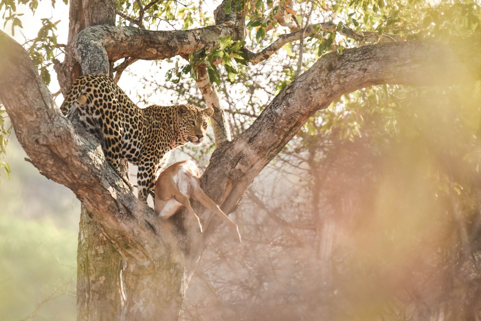 © Sylvain Lefebvre - Safari et bivouac au fil de la Luangwa Safari et bivouac au fil de la Luangwa