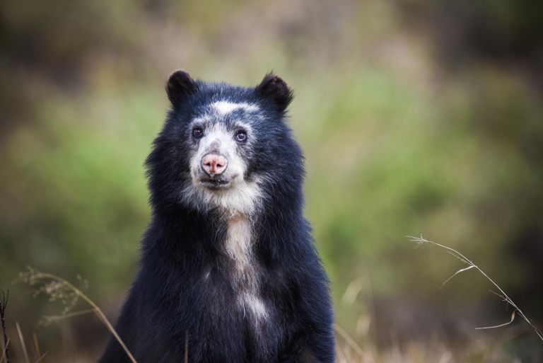 Colombie - Ours à lunettes, fourmilier et ibis rouge
