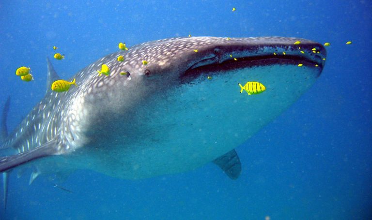 Mozambique - Afrique du sud - Mozambique : safari et Océan Indien