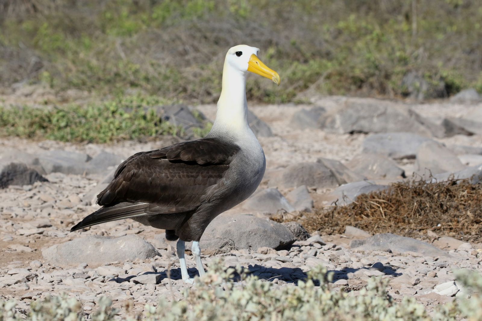 Albatros des Galapagos - Croisière ornithologique