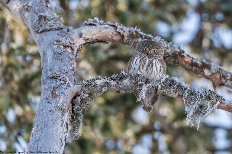 France - Trous secrets de chouettes et falaises à vautours dans les Alpes