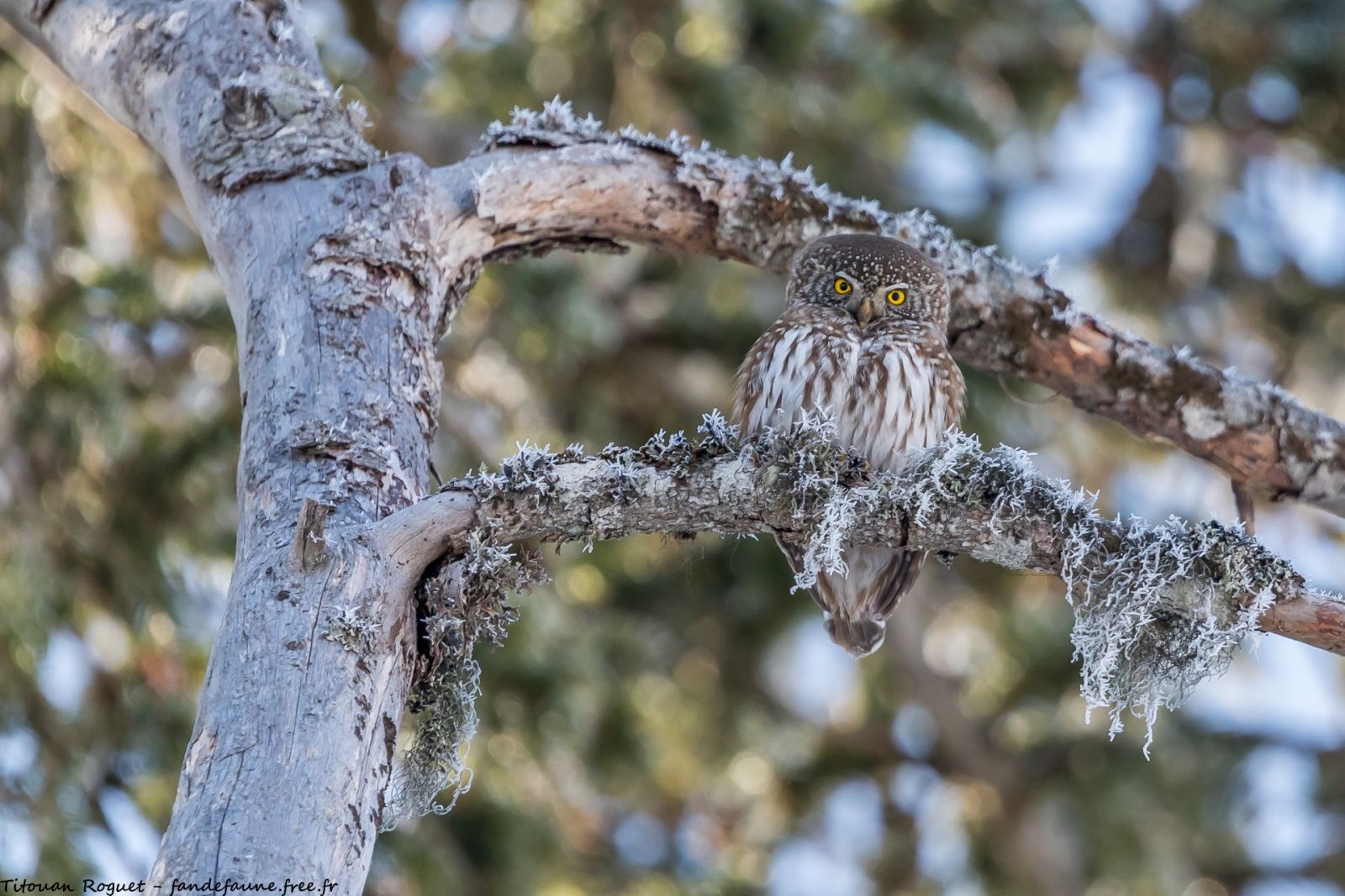 Chouette chevechette prise en photo lors d'un séjour dans les Alpes