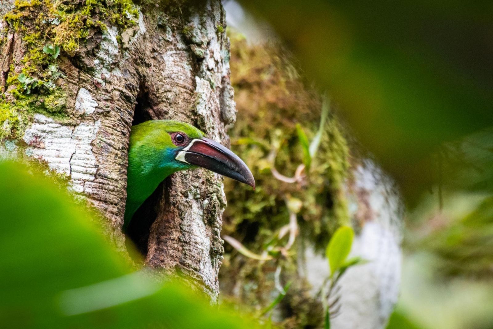 photo d'un toucan en équateur