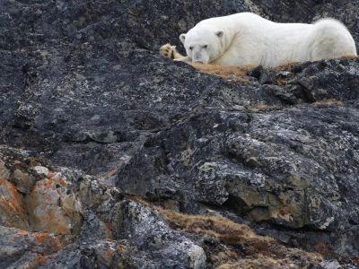 © Laurent Cocherel - Spitzberg - Faune arctique - croisière photo guidée par Laurent Baheux Spitzberg - Faune arctique - croisière photo guidée par Laurent Baheux