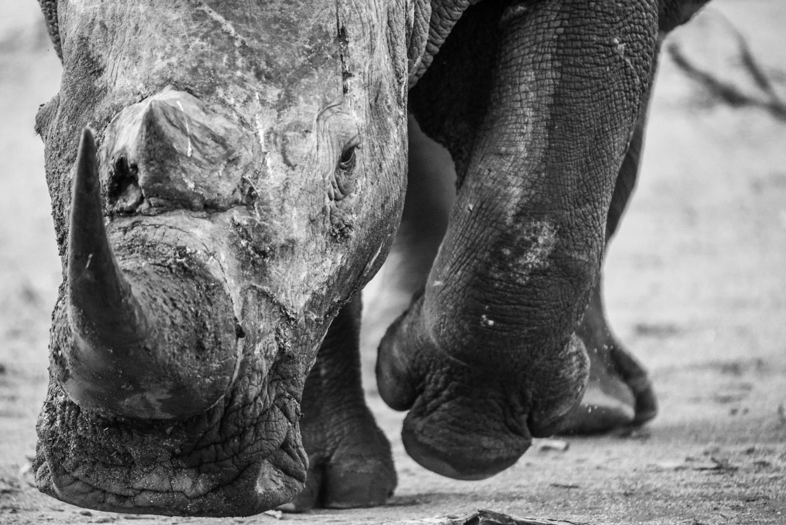 © Sylvain Lefebvre - Safaris et randonnée en pays Samburu zoom sur le nez d'un rinhocéros