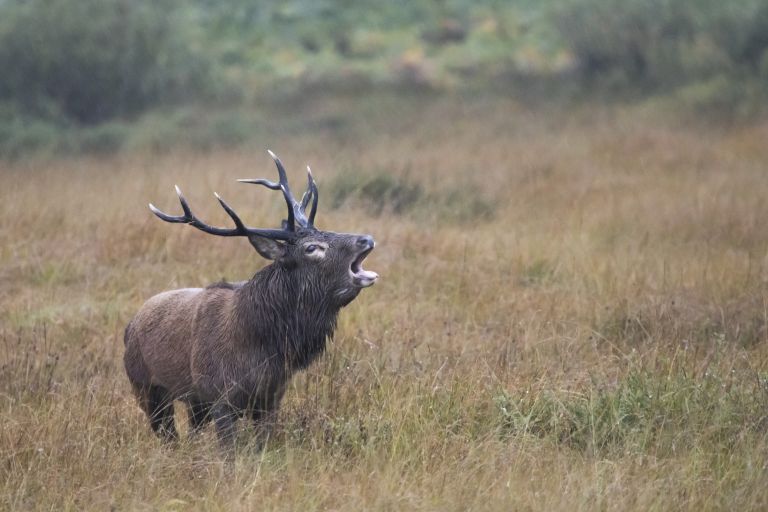 Écosse - Spécial brame du cerf