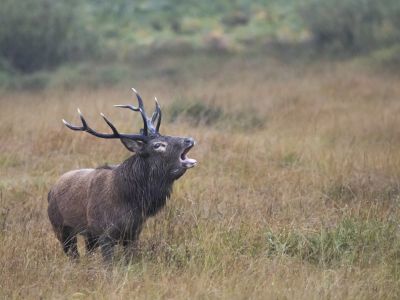Écosse - Spécial brame du cerf