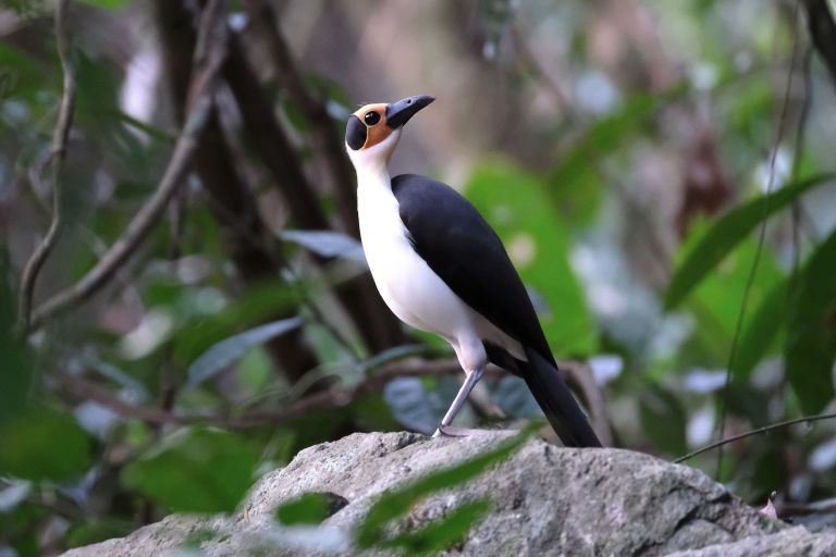 Ghana - Ghana - royaume du Picatharte de Guinée