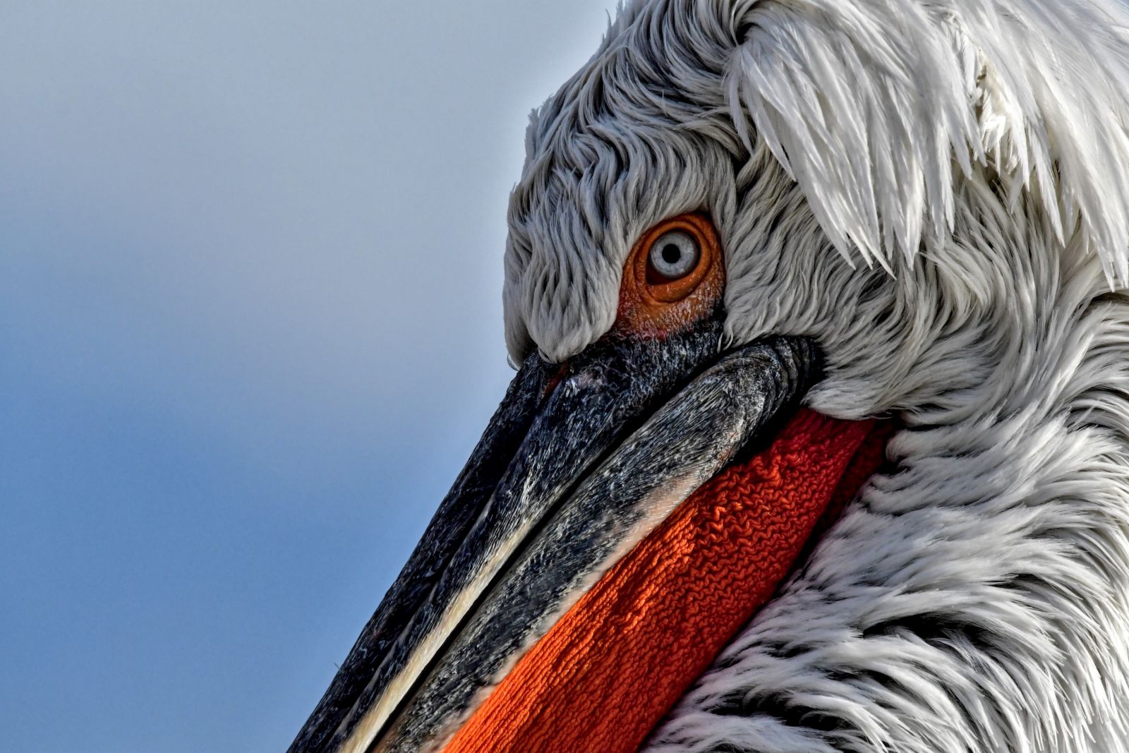 © Jean-Baptiste Martineau - Observations ornithologiques dans le nord de la Grèce Pélican frisé